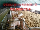 安陽綠之源養殖大棚建設