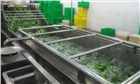 商用食堂洗菜機--高壓氣泡清洗機