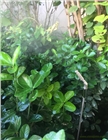 蚊蟲防控系統 除蟲菊素 除蟲菊酯
